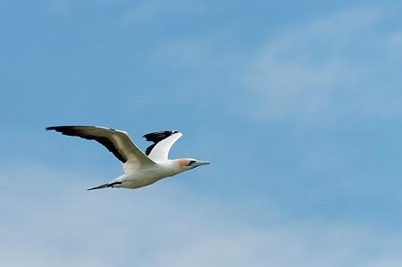 Gannet Gliding : "Wings Set Me Free" : Evelyn Jacob Photography