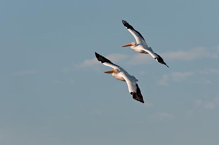 White Pelicans Gliding : "Wings Set Me Free" : Evelyn Jacob Photography