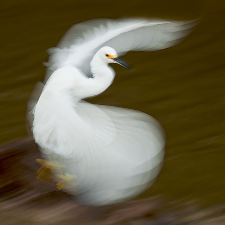 Snowy Egret Feeding Frenzy #3 : "Wings Set Me Free" : Evelyn Jacob Photography