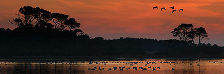 Snow Geese Flying at Sunset : "Wings Set Me Free" : Evelyn Jacob Photography