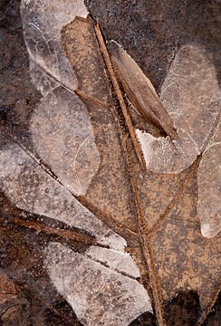 Calm : Leaves in Ice : Evelyn Jacob Photography