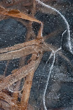 Into the Depths : Leaves in Ice : Evelyn Jacob Photography