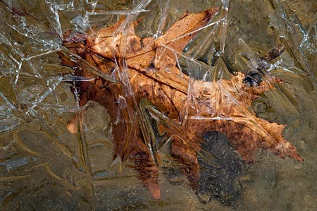 Crackling with Energy : Leaves in Ice : Evelyn Jacob Photography