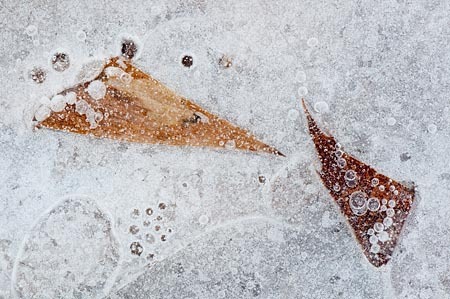 Celebration Dance : Leaves in Ice : Evelyn Jacob Photography