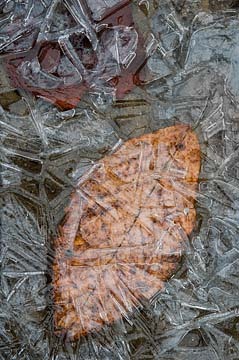 Contemplation : Leaves in Ice : Evelyn Jacob Photography