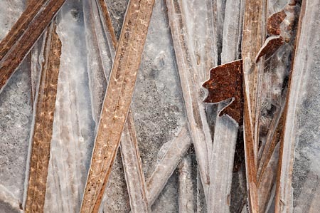 Caught : Leaves in Ice : Evelyn Jacob Photography