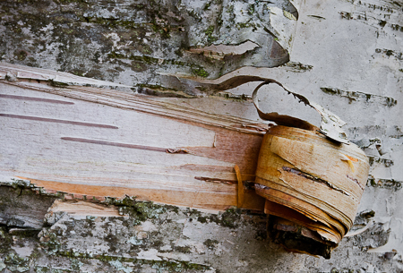 Birch Peel : Views of the Land : Evelyn Jacob Photography