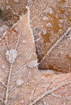 Fall Frost on Leaves : Views of the Land : Evelyn Jacob Photography