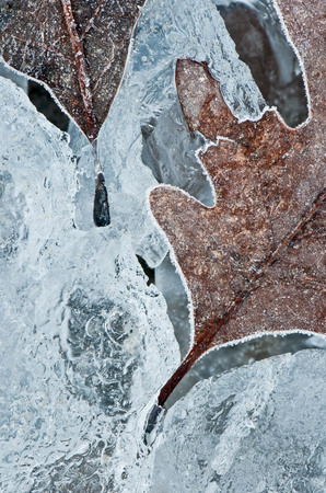 Dancing #2 : Leaves in Ice : Evelyn Jacob Photography