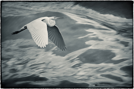 Through the Storm : "Birds of the Deep Waters" : Evelyn Jacob Photography