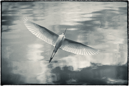 Serenity in Motion : "Birds of the Deep Waters" : Evelyn Jacob Photography