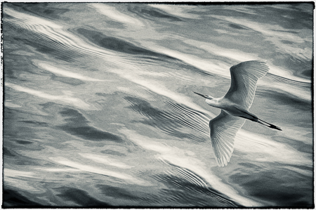Flow : "Birds of the Deep Waters" : Evelyn Jacob Photography