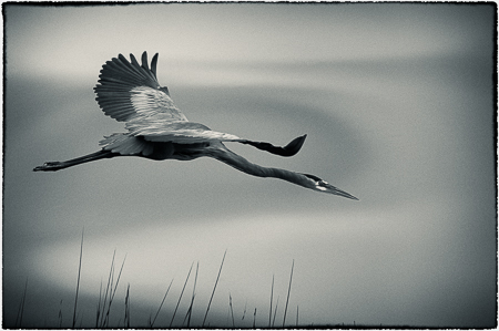 Into the Unknown : "Birds of the Deep Waters" : Evelyn Jacob Photography