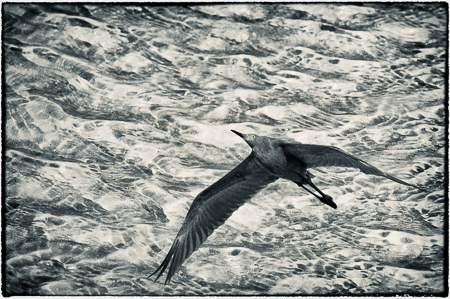 Moving Forward : "Birds of the Deep Waters" : Evelyn Jacob Photography