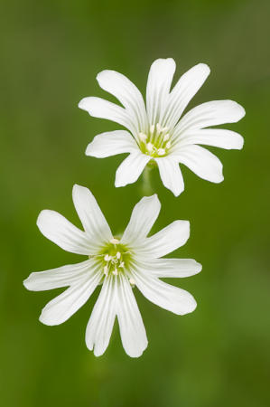 Field Chickweed : Mid-Atlantic Wildflowers : Evelyn Jacob Photography