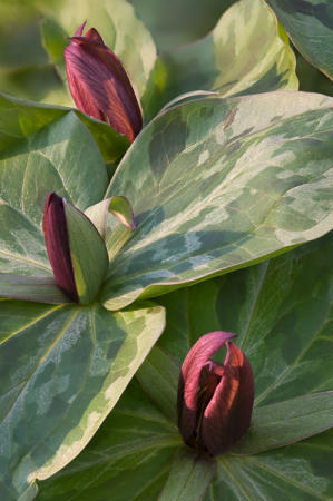 Sessile Trillium : Mid-Atlantic Wildflowers : Evelyn Jacob Photography