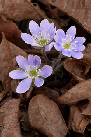 Hepatica : Mid-Atlantic Wildflowers : Evelyn Jacob Photography