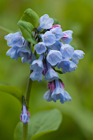 Virginia Bluebells : Mid-Atlantic Wildflowers : Evelyn Jacob Photography