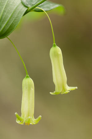 Solomon's Seal : Mid-Atlantic Wildflowers : Evelyn Jacob Photography