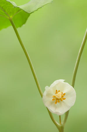 Mayapple : Mid-Atlantic Wildflowers : Evelyn Jacob Photography
