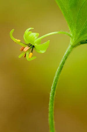 Indian Cucumber Root : Mid-Atlantic Wildflowers : Evelyn Jacob Photography