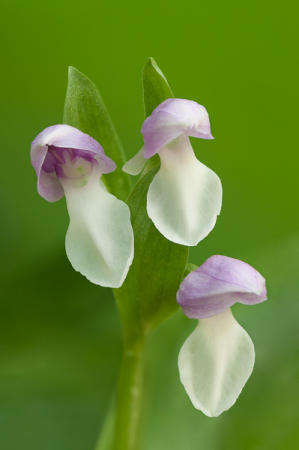 Showy Orchis : Mid-Atlantic Wildflowers : Evelyn Jacob Photography