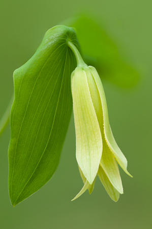 Perfoliate Bellwort : Mid-Atlantic Wildflowers : Evelyn Jacob Photography