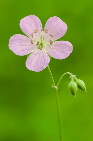 Wild Geranium #1 : Mid-Atlantic Wildflowers : Evelyn Jacob Photography