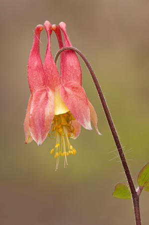 Wild Columbine : Mid-Atlantic Wildflowers : Evelyn Jacob Photography