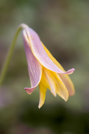 Trout Lily : Mid-Atlantic Wildflowers : Evelyn Jacob Photography