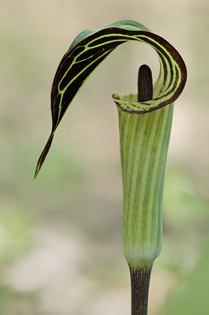 Jack in the Pulpit : Mid-Atlantic Wildflowers : Evelyn Jacob Photography