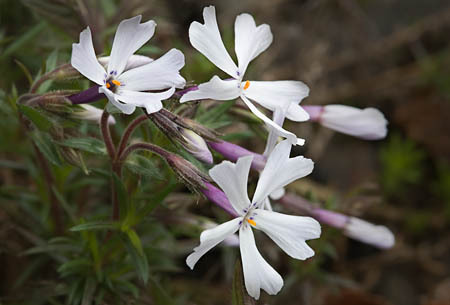 Moss Phlox : Mid-Atlantic Wildflowers : Evelyn Jacob Photography