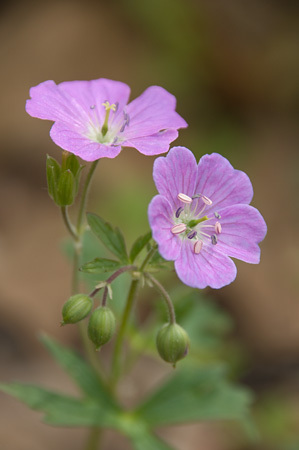 Wild Geranium : Mid-Atlantic Wildflowers : Evelyn Jacob Photography
