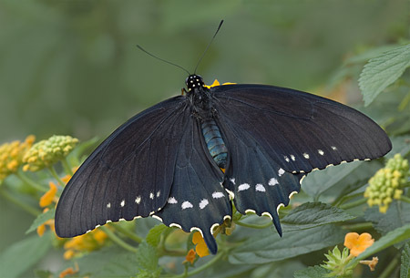Pipevine Swallowtail : Mid-Atlantic Butterflies : Evelyn Jacob Photography