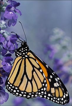 Monarch's Glory : Mid-Atlantic Butterflies : Evelyn Jacob Photography