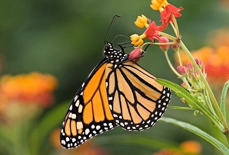 Monarch Heaven : Mid-Atlantic Butterflies : Evelyn Jacob Photography