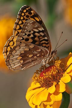 Great Spangled Fritillary : Mid-Atlantic Butterflies : Evelyn Jacob Photography