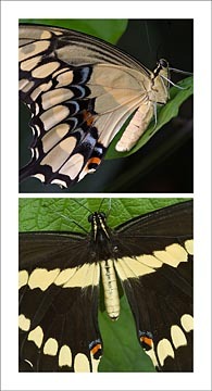 Giant Swallowtail Diptych : Mid-Atlantic Butterflies : Evelyn Jacob Photography