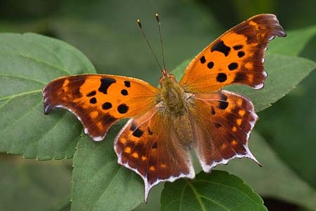 Question Mark : Mid-Atlantic Butterflies : Evelyn Jacob Photography