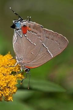 White M Hairstreak : Mid-Atlantic Butterflies : Evelyn Jacob Photography