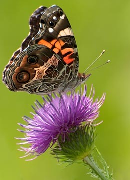 American Lady : Mid-Atlantic Butterflies : Evelyn Jacob Photography