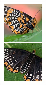 Baltimore Checkerspot Diptych : Mid-Atlantic Butterflies : Evelyn Jacob Photography