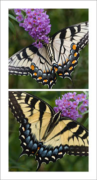Eastern Tiger Swallowtail Diptych : Mid-Atlantic Butterflies : Evelyn Jacob Photography
