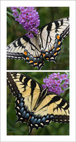 All images © 2005-2025 Evelyn Jacob