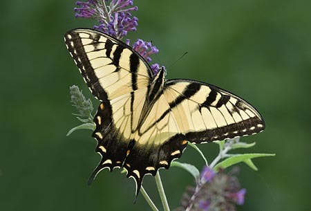 Eastern Tiger Swallowtail : Mid-Atlantic Butterflies : Evelyn Jacob Photography