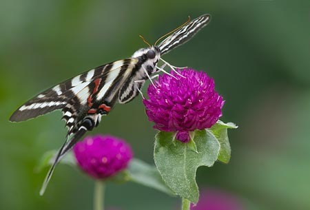 Zebra Swallowtail : Mid-Atlantic Butterflies : Evelyn Jacob Photography