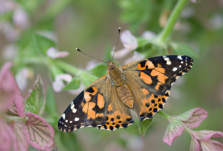Painted Lady : Mid-Atlantic Butterflies : Evelyn Jacob Photography