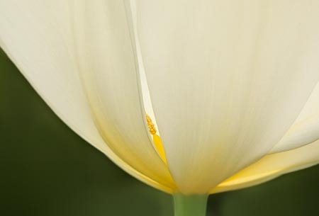 White Tulip with Stamen : Garden Flowers : Evelyn Jacob Photography