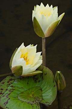 Water Lily Family : Garden Flowers : Evelyn Jacob Photography