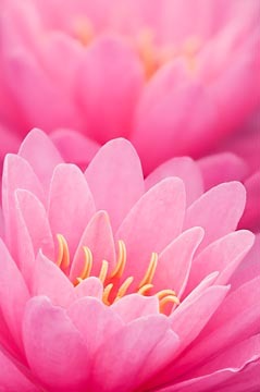 Pink Water Lily Pair : Garden Flowers : Evelyn Jacob Photography
